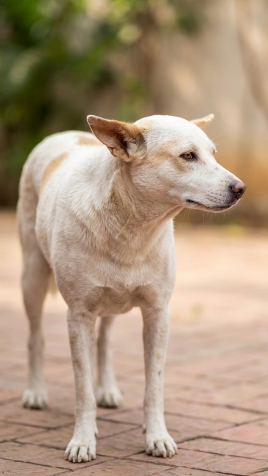 Barfi
