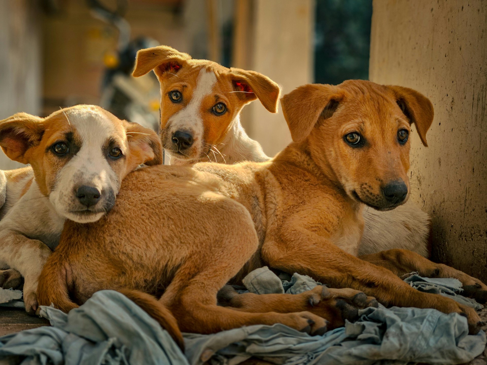 Animals being cared for